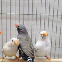 大人キンカ鳥さん達がやって来ましたよ〜