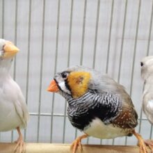 大人キンカ鳥さん達が来ました！ちょっと大きめ〜