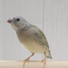 涼やかなお顔が素敵です！コキン鳥ヒナさん　色変わり