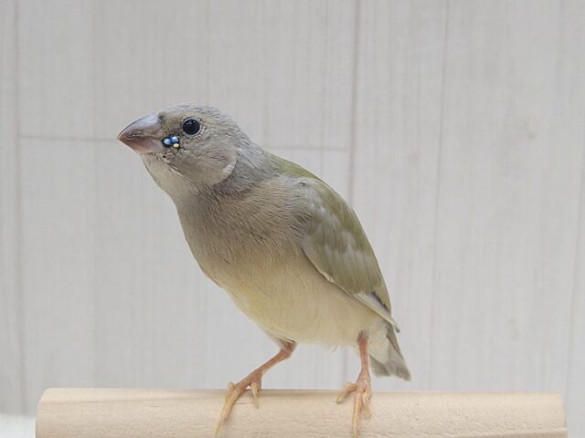 涼やかなお顔が素敵です！コキン鳥ヒナさん　色変わり