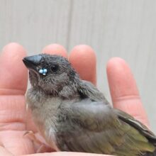 ヒナの時だけ！お口の横にキラリと光る宝石💎コキン鳥ヒナさん　ノーマル
