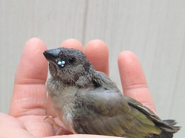 ヒナの時だけ！お口の横にキラリと光る宝石💎コキン鳥ヒナさん　ノーマル