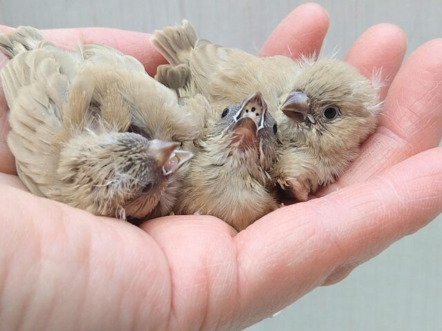 おまんじゅう3つ〜、キンカ鳥ヒナさんフォーン
