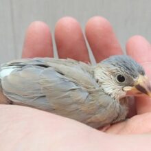 レアカラー！淡めグレーアゲイト文鳥ヒナさん来ましたよ〜