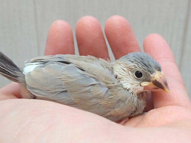 レアカラー！淡めグレーアゲイト文鳥ヒナさん来ましたよ〜