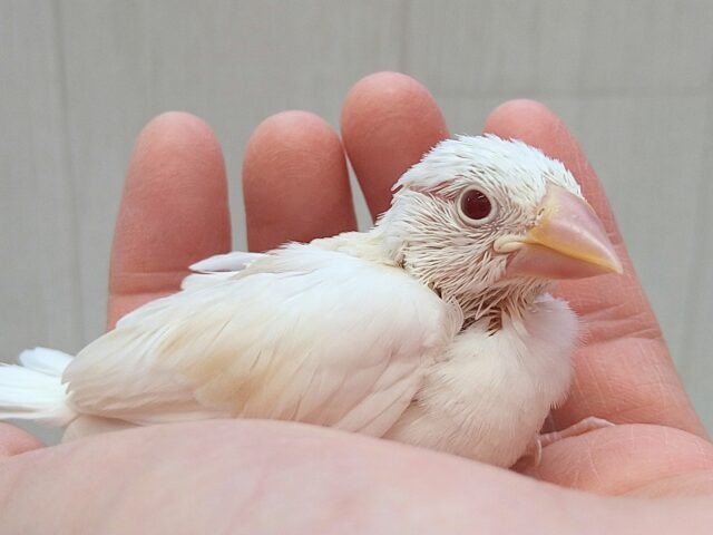 レアカラー！柔らかカフェラテカラー☕色変わり文鳥ヒナさん