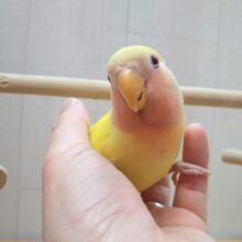 最新画像有ります！！太陽サンサン☀️明るさ全開❗️コザクラインコのルチノー💛