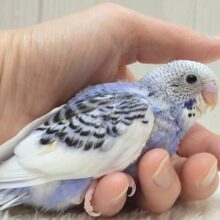 白とバイオレットの決めカラー！セキセイインコヒナ　パイド