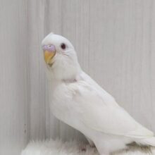ちょこっとだけクセがあるんです！セキセイインコヒナさん　アルビノ