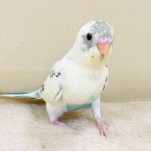 甘いクリームと爽やかアクアブルー💛🩵セキセイインコ(クリームハルクイン)ヒナ