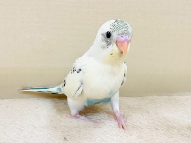 甘いクリームと爽やかアクアブルー💛🩵セキセイインコ(クリームハルクイン)ヒナ