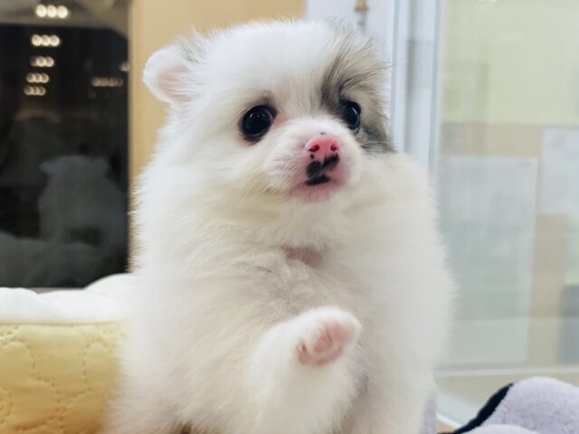 猪突猛進ウリボー！？シーポメちゃん！