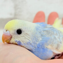 おめめくりくり♡セキセイインコ(パステルレインボーパイド) ヒナ