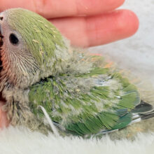 たくさん甘えさせてね？💖コザクラインコ(ノーマル) ヒナ