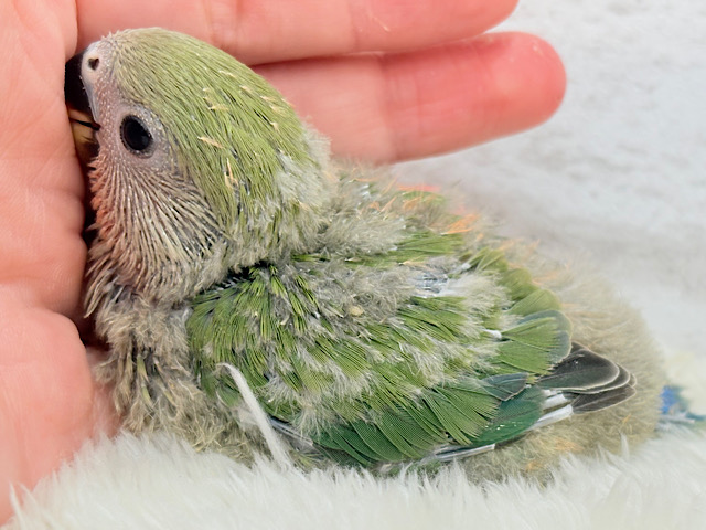 たくさん甘えさせてね？💖コザクラインコ(ノーマル) ヒナ