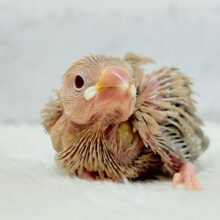 柔らかミルクティ☕️🤎シナモン文鳥 ヒナ