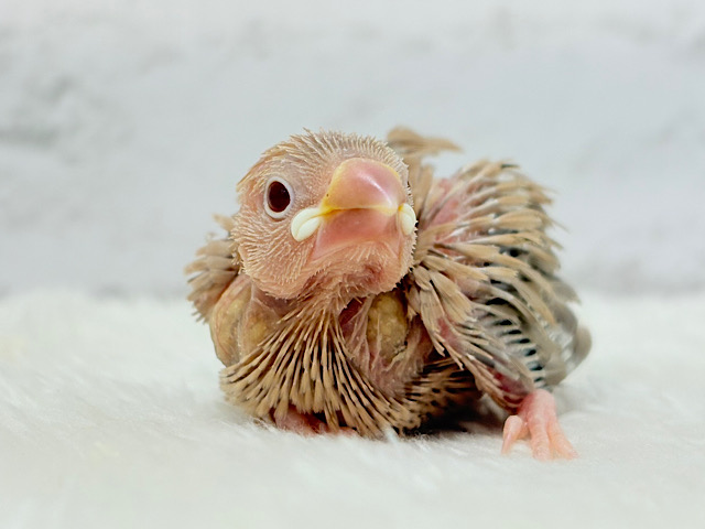 柔らかミルクティ☕️🤎シナモン文鳥 ヒナ