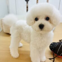 僕に惚れちゃった♥？ミックス犬くん(ビションフリーゼ×トイプードル)