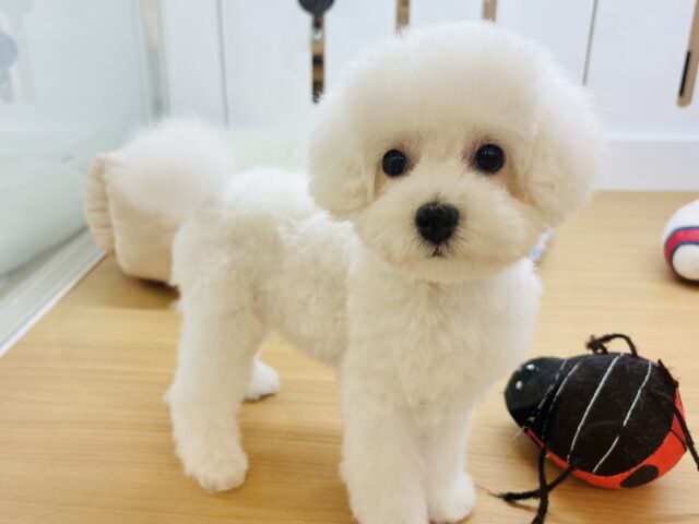 僕に惚れちゃった♥？ミックス犬くん(ビションフリーゼ×トイプードル)