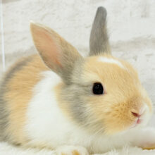 淡々三毛ちゃん🐰🌿ネザーランドドワーフ 女の子