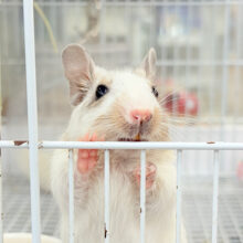 好奇心が止まらない~♩♩デグー(ホワイトパイド) 女の子