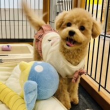 好きの感情が大爆発♬.*ﾟマルプーちゃん！