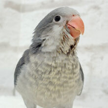 深い色合いが魅力的🐥🫧オキナインコ(バイオレット) ヒナ