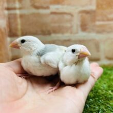 白文鳥さんがやってきましたよ～🎵🎵