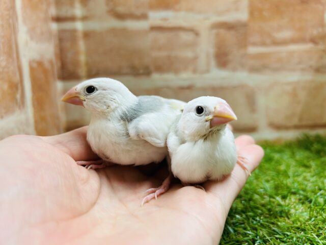 白文鳥さんがやってきましたよ～🎵🎵