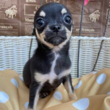 激かわち～ちゃん💘スムースチワワ(ブラック＆タン)🖤女の子💖2025年8月2日生まれ