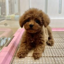 可愛さにドクターストップ！？トイプードルくん！