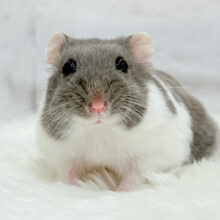 可愛すぎ注意報⚠️💘ジャンガリアンハムスター(ブルーパイド) 男の子