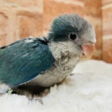 ワキワキダンス～🎵🎵　オキナインコ（アクアブルー）