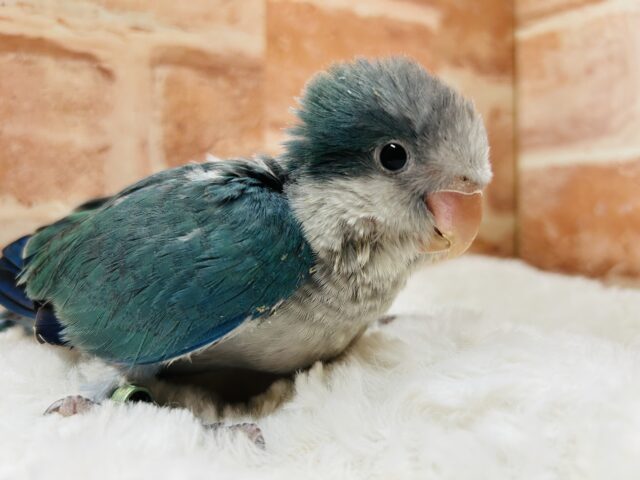 ワキワキダンス～🎵🎵　オキナインコ（アクアブルー）