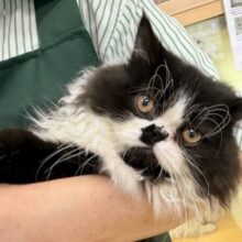 最新画像📷パンダカラーのフォールデックス🐼