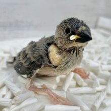 ブンチョの季節がやってきた🎵　桜文鳥