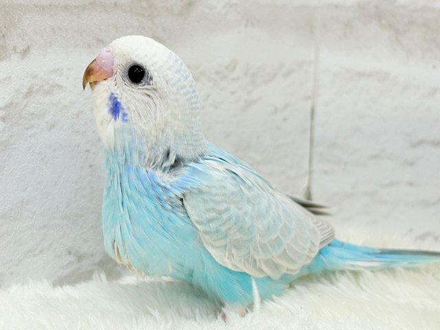 【最新画像更新🪄】すっきり‪☆爽やか青空🌤セキセイインコ(スパングル) ヒナ