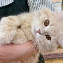 最新画像！抱きしめたくなるミヌエットくん！