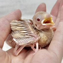 やさしいミルクティー☕️✨ シナモン文鳥