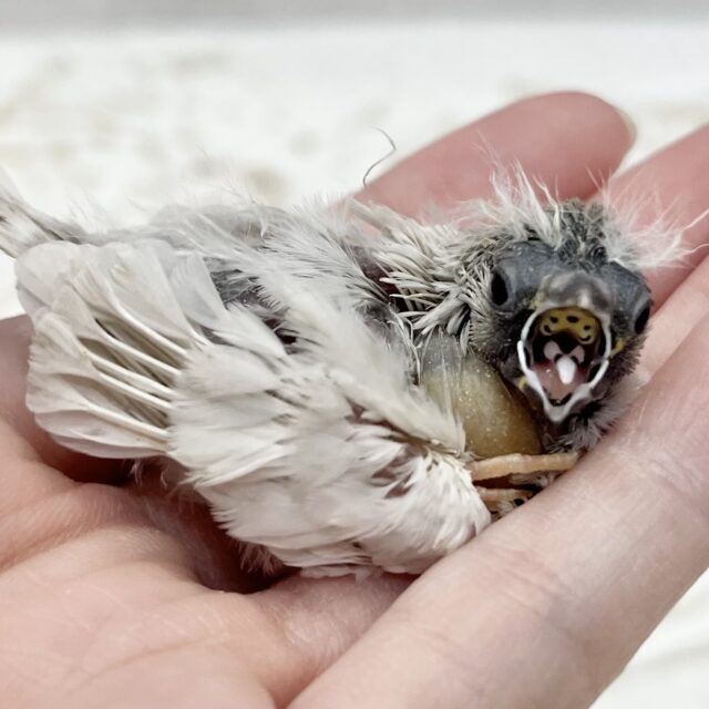 ぺぺぺぺフェアリーちゃん🧚‍♀️🌸　キンカチョウ（シルバー）