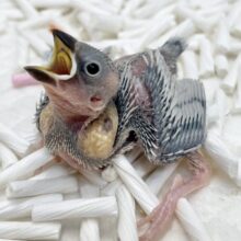 ギンギラシルバー🪙✨ シルバー文鳥