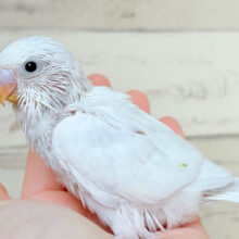 高貴な高嶺の花のよう🌷○°セキセイインコ(ダブルファクター) ヒナ
