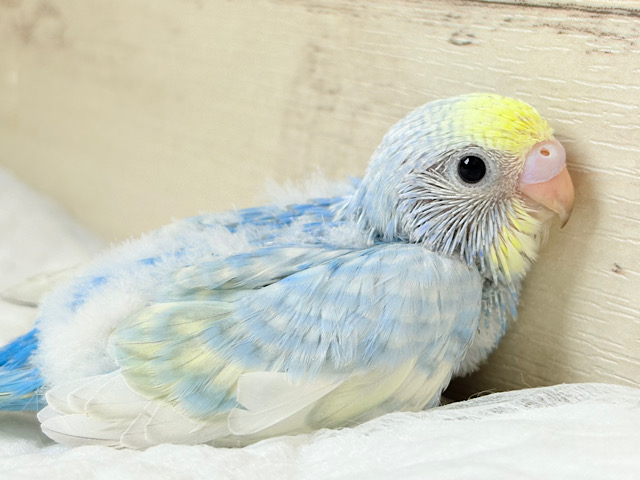 溢れ出るバブみ🐣🫧セキセイインコ(パステルレインボースパングル) ヒナ