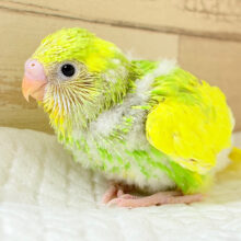 ピッカピカの若葉ちゃん🐣🌱セキセイインコ(パイド) ヒナ