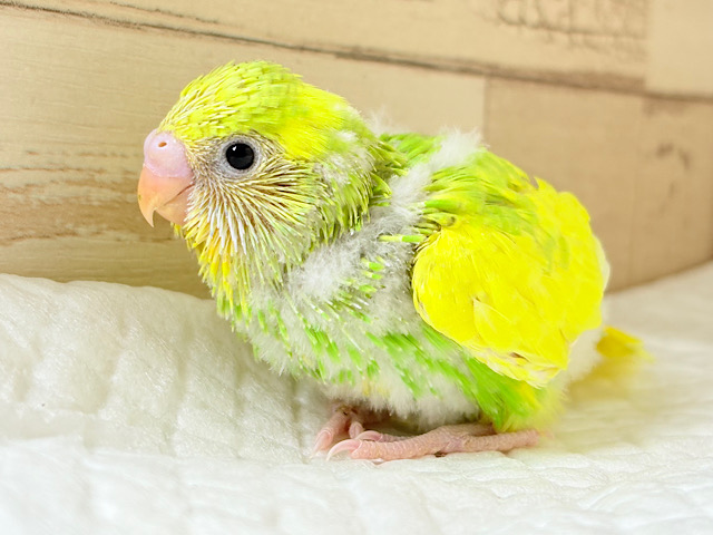 ピッカピカの若葉ちゃん🐣🌱セキセイインコ(パイド) ヒナ