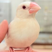 【最新画像🪄💫カゴデビュー】宝石のような赤いおめめが美しすぎます❤️シルバーイノ文鳥