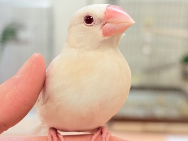 【最新画像🪄💫カゴデビュー】宝石のような赤いおめめが美しすぎます❤️シルバーイノ文鳥