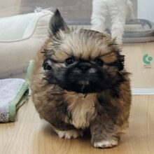 超ホヤホヤ最新画像✨ボクとお茶しない〜？ペキニーズくん！