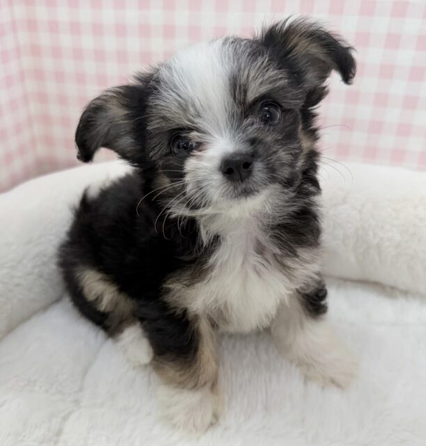 ずっきゅーーん❤︎チワマルの女の子！