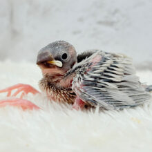 大人になったら別鳥さん！？✨シルバー文鳥 ヒナ